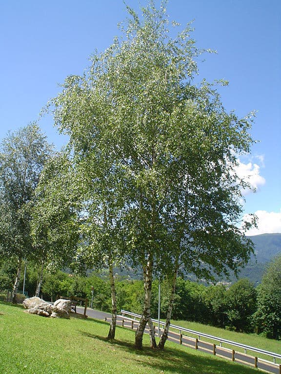 Albero di betulla