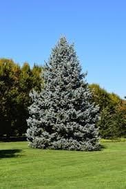 l'abete è uno degli alberi più longevi con un legno economico e leggero