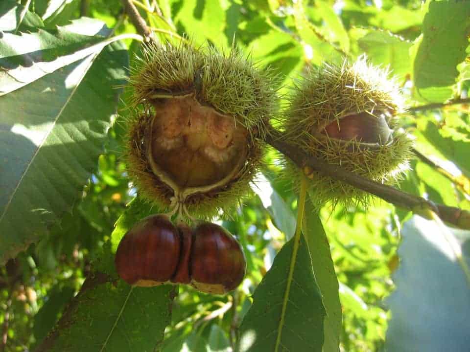 castagne Castagne
