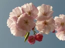 Ciliegia, il buonissimo frutto del ciliegio