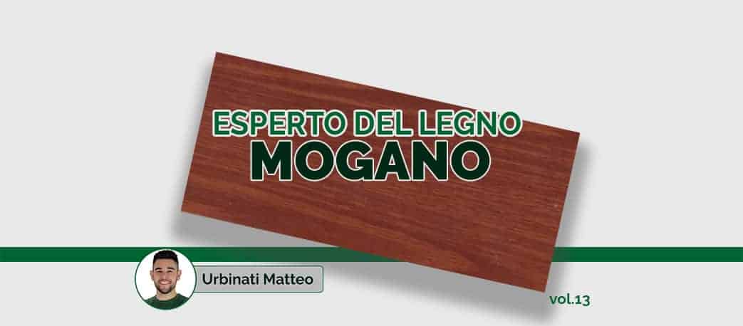 Esperto del legno di Mogano