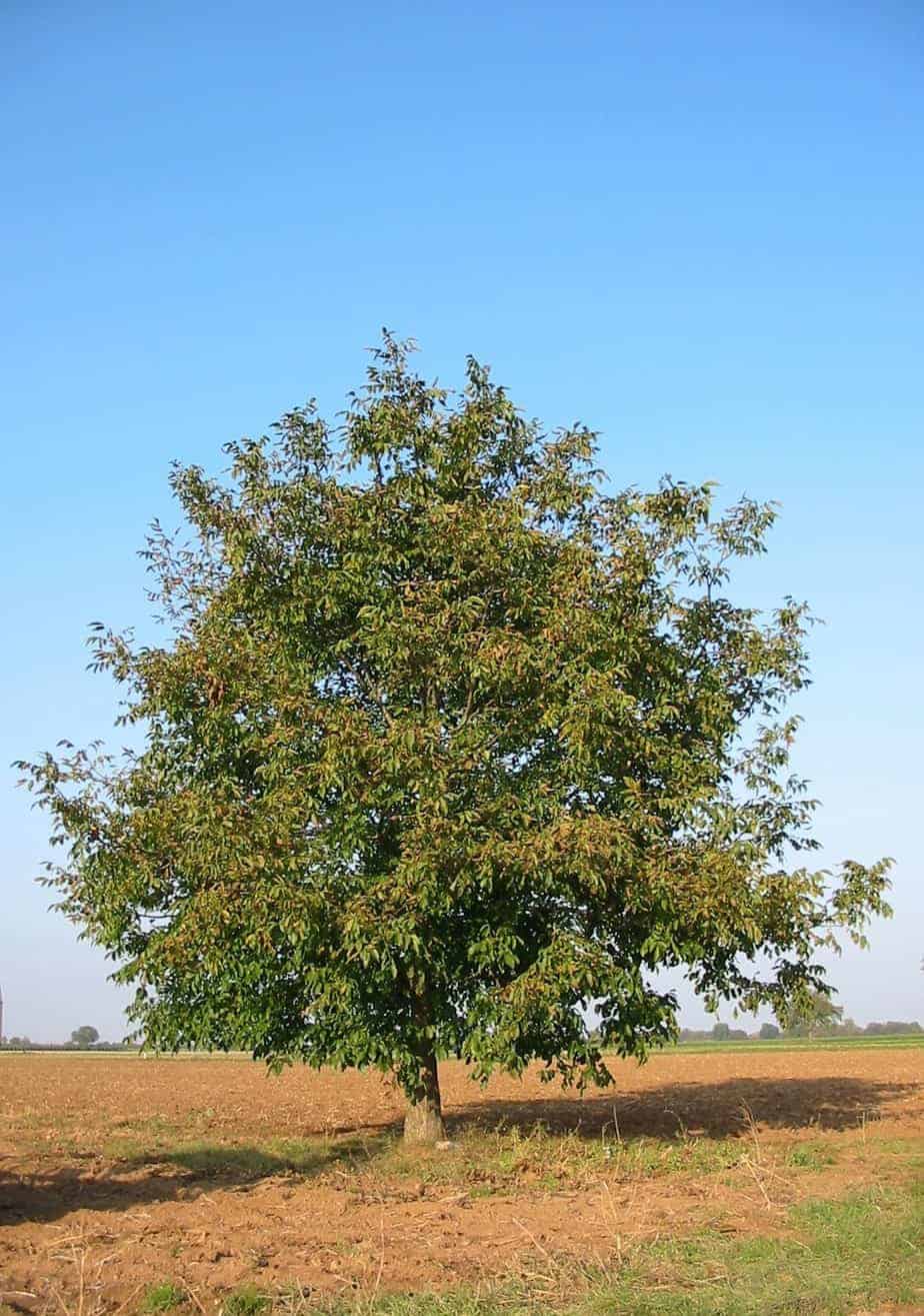 Albero di noce