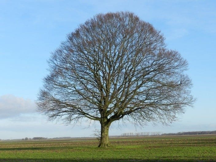 foto di una quercia da dove si ricava il rovere