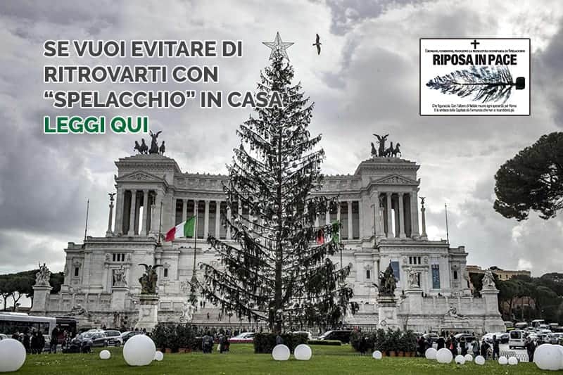 Affidati a esperti specializzati nel legno se non vuoi ritrovarti con Spelacchio in casa